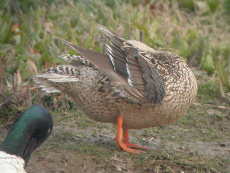 Northern Shoveler